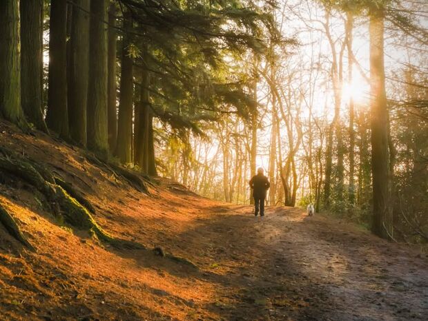 Morning light through winter trees with person and dog